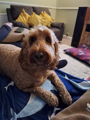 Guest dog enjoying home-from-home care