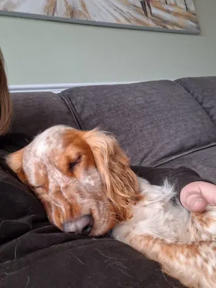 Guest dog enjoying home-from-home care