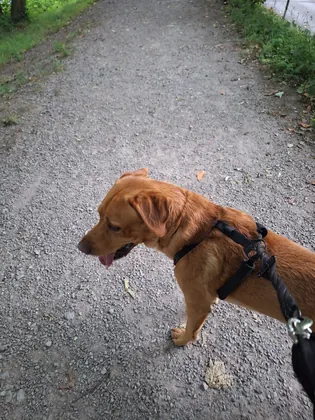 Guest dog enjoying home-from-home care