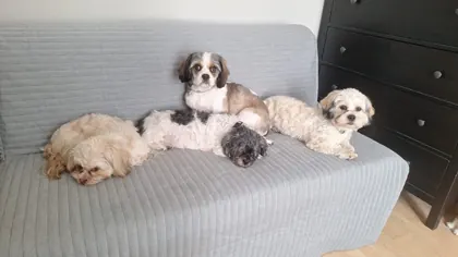 Guest dog enjoying home-from-home care