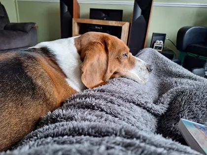 Guest dog enjoying home-from-home care