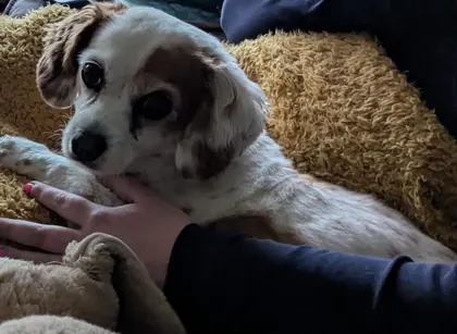 Guest dog enjoying home-from-home care