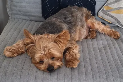 Guest dog enjoying home-from-home care