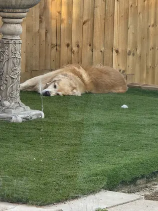 Guest dog enjoying home-from-home care