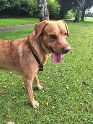 Guest dog enjoying home-from-home care