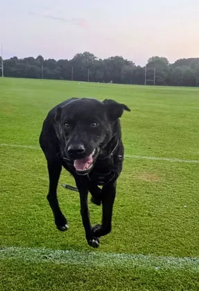 Guest dog enjoying home-from-home care