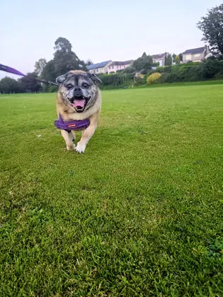 Guest dog enjoying home-from-home care