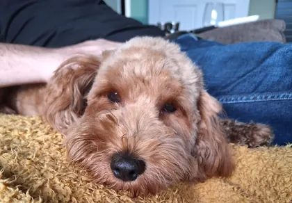 Guest dog enjoying home-from-home care