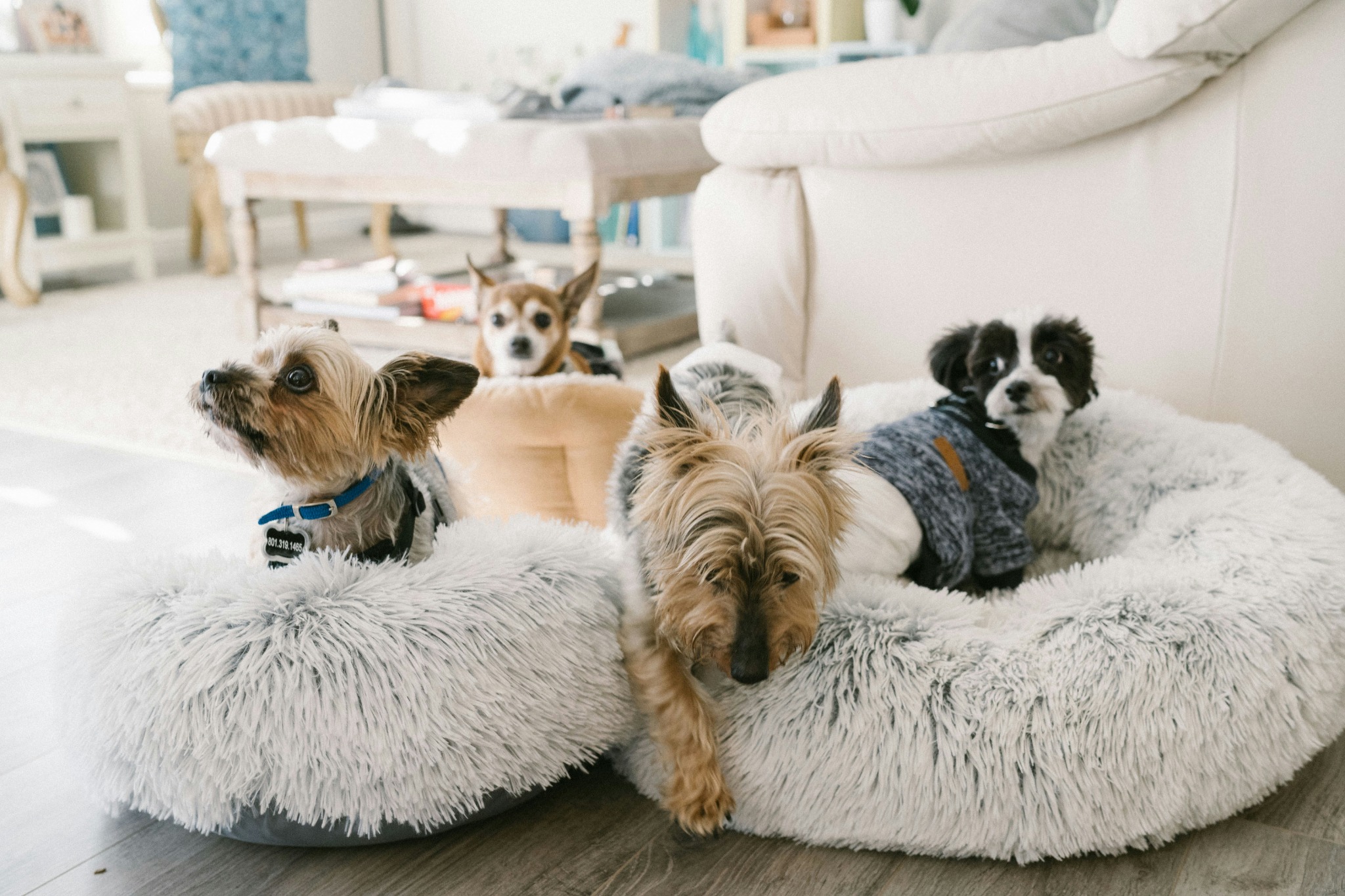 Dogs relaxing on a soft bed in a cosy living room